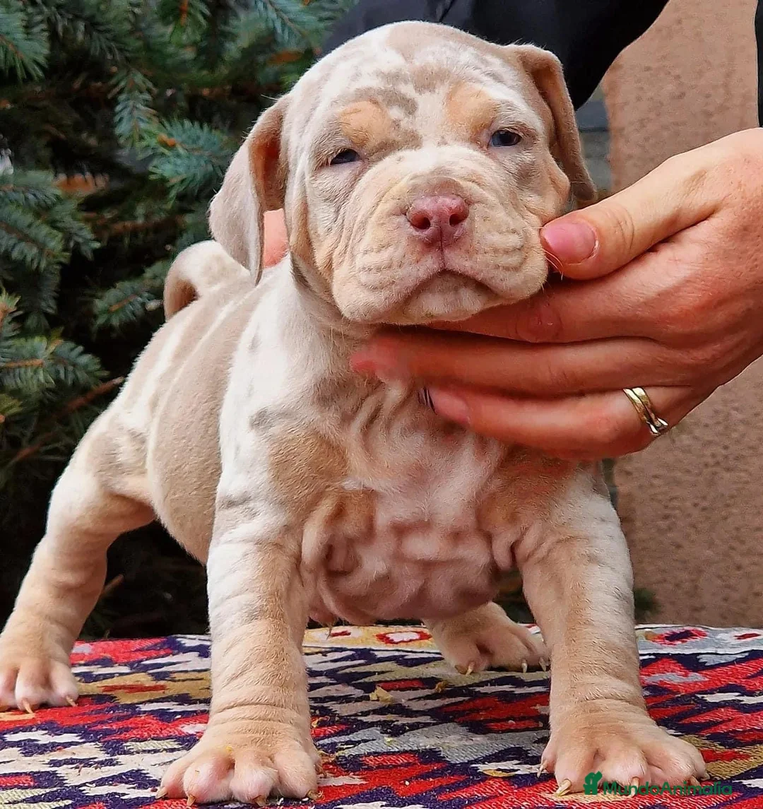 American Bully perros en venta: AMERICAN BULLY XL SANGRE HULK — 622 41 47 93 en Sevilla - Anuncio 2