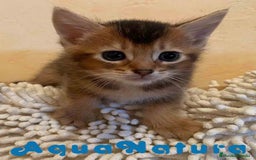 Abisinio gatos en venta: Abisinio Macho de Santa 1835 - AQUANATURA en Barcelona - Imagen 7