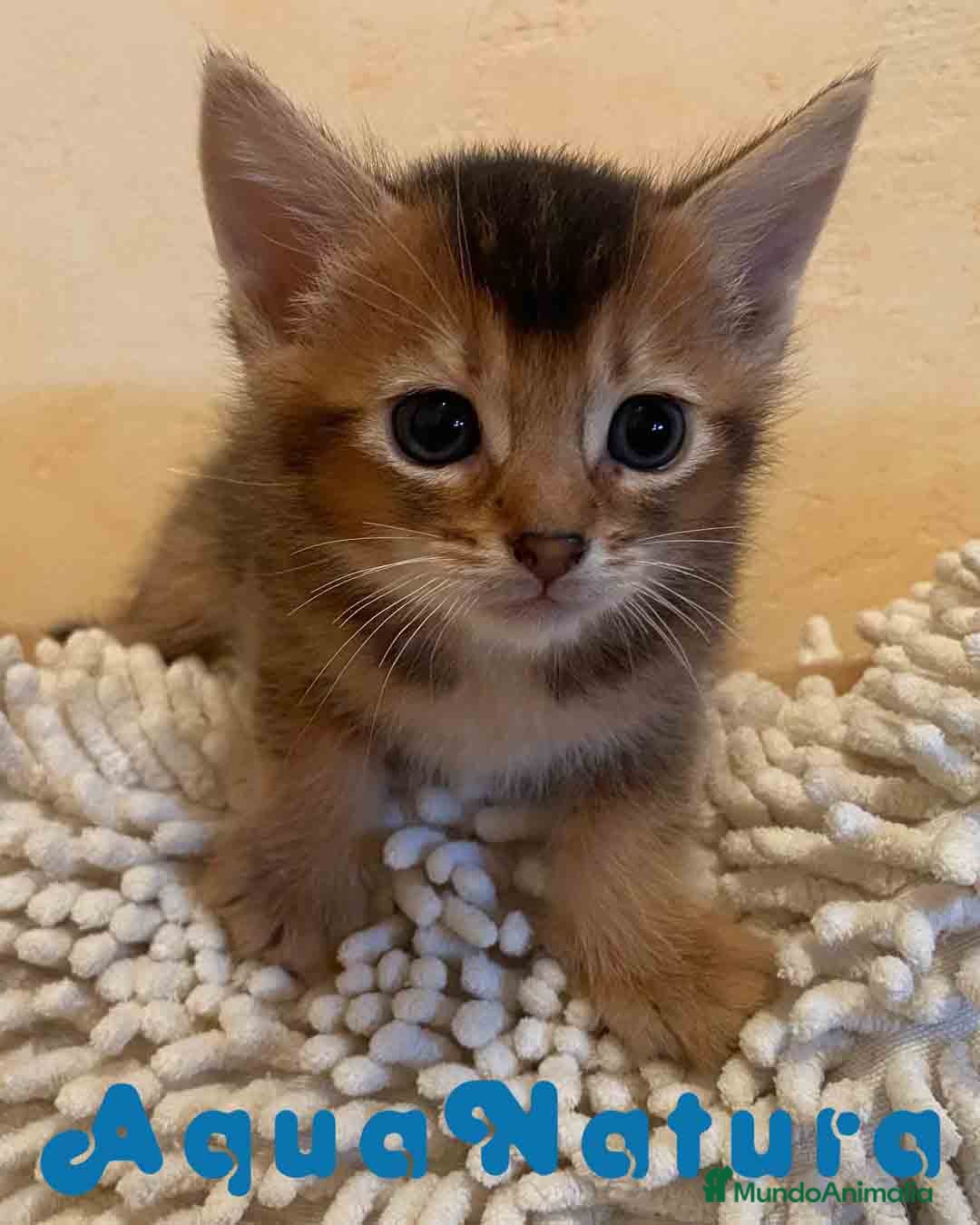 Abisinio gatos en venta: Abisinio Macho de Santa 1835 - AQUANATURA en Barcelona - Imagen 7