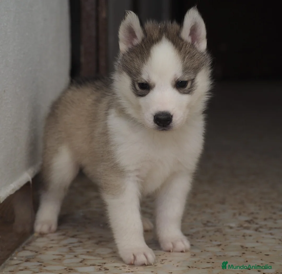Husky Siberiano perros en venta: Husky Siberiano  - Anuncio 2