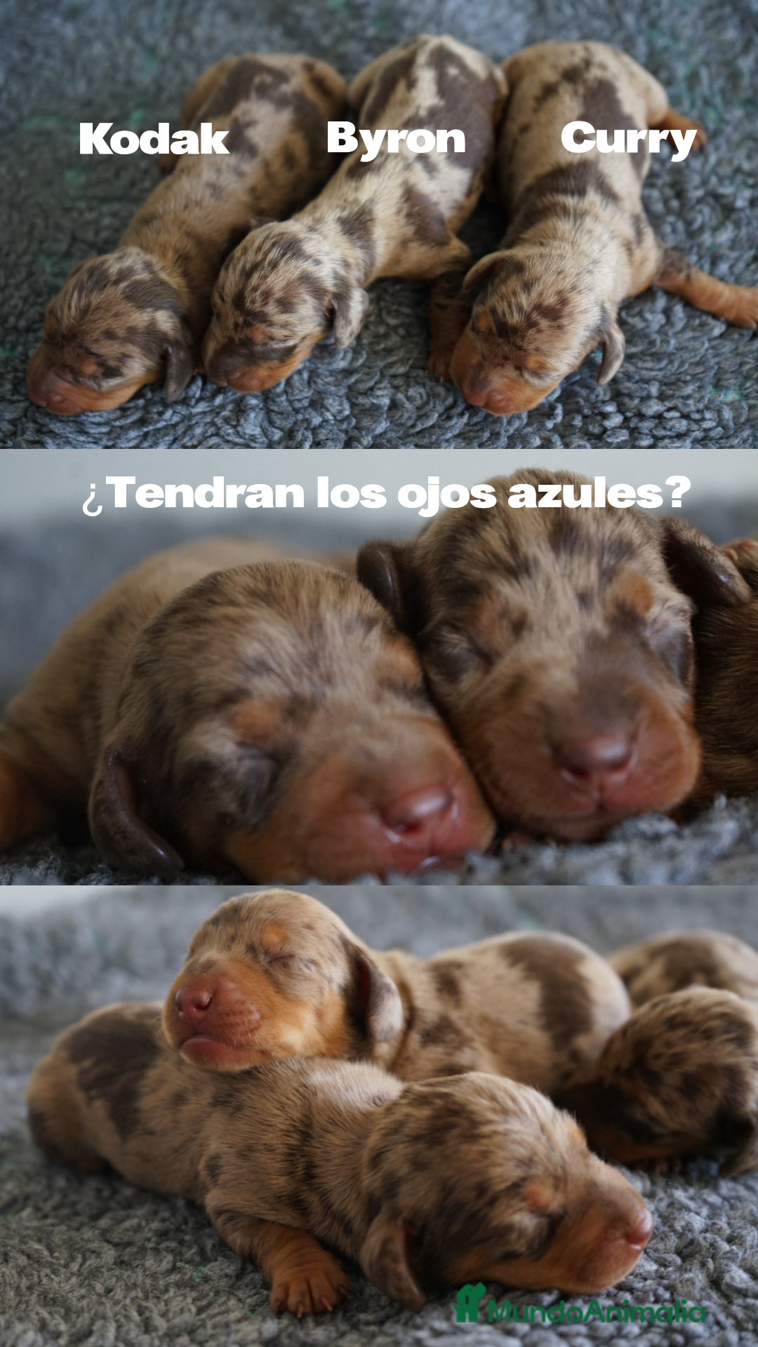 Teckel Miniatura perros en venta: 🐾 Kodat, Byron y Curry – Teckel miniatura 🐾 - Imagen 1