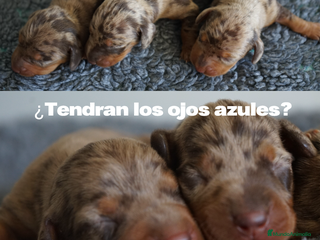 Teckel Miniatura perros - Anuncio 28