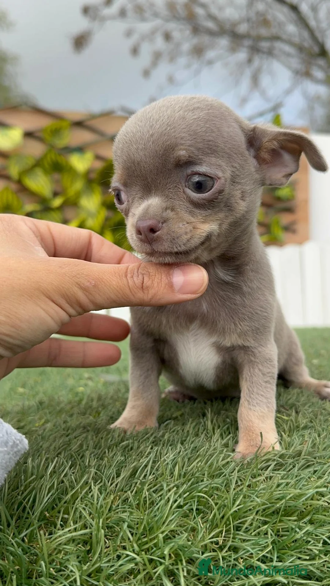 Chihuahua perros en venta: CHIHUAHUA MACHO - Anuncio 1