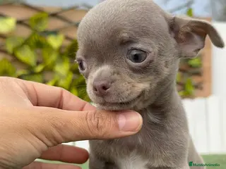 Chihuahua perros CHIHUAHUA MACHO - Anuncio 1