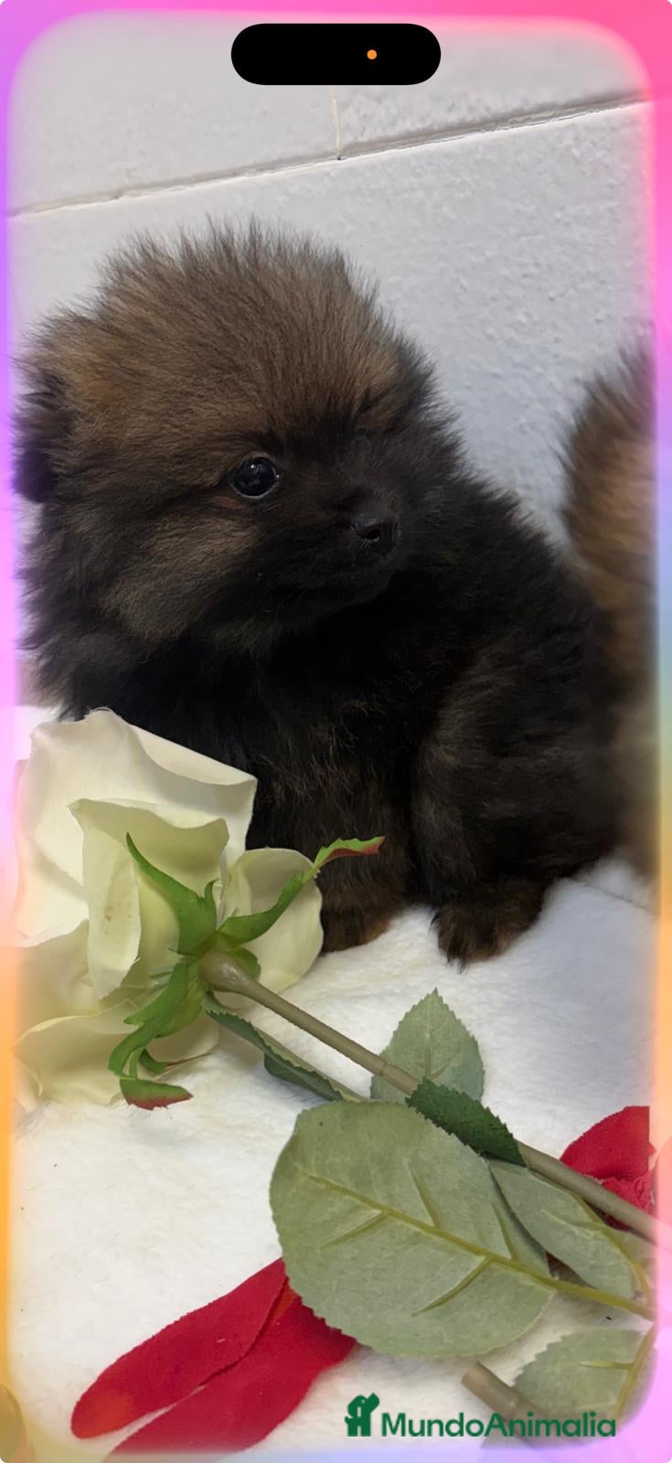 Pomerania perros Pomerania  - Anuncio 3