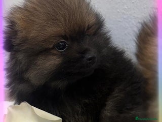 Pomerania perros Pomerania - Anuncio 3