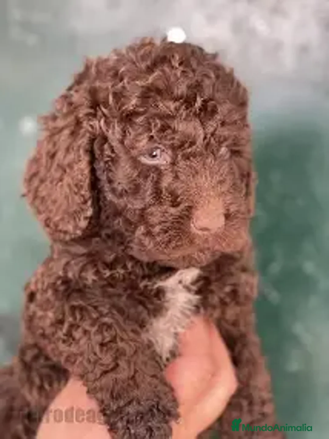 Perro de Agua Español perros en venta: CACHORRITA - PERRO DE AGUA ESPAÑOL  - Anuncio 1