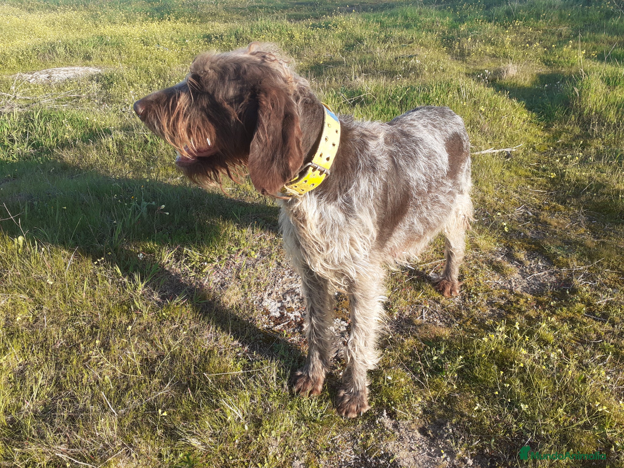 Braco Alemán de Pelo Duro perros Cachorros de DRAHTHAAR  - Anuncio 1