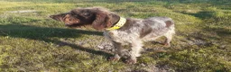 Braco Alemán de Pelo Duro perros en venta: Cachorros de DRAHTHAAR  - Anuncio 1