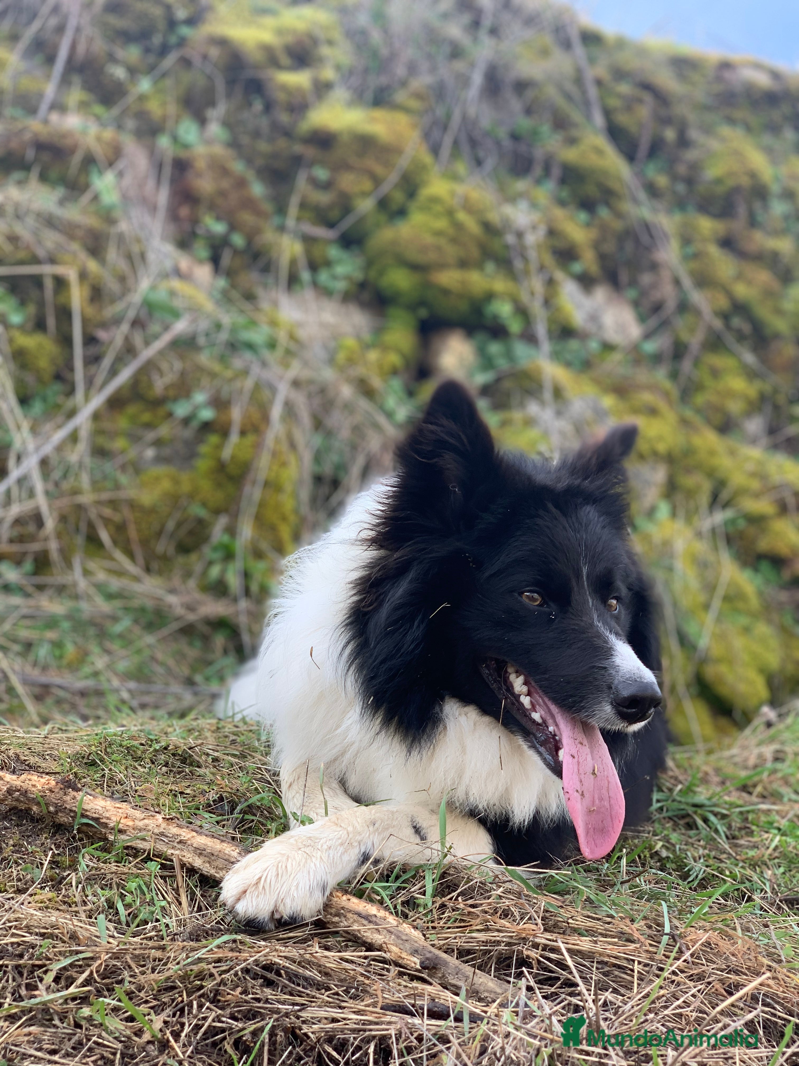 Border Collie perros Border Collie para montas en Ávila - Anuncio 2