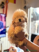 Caniche Toy perros Último caniche toy apricot - Anuncio 3