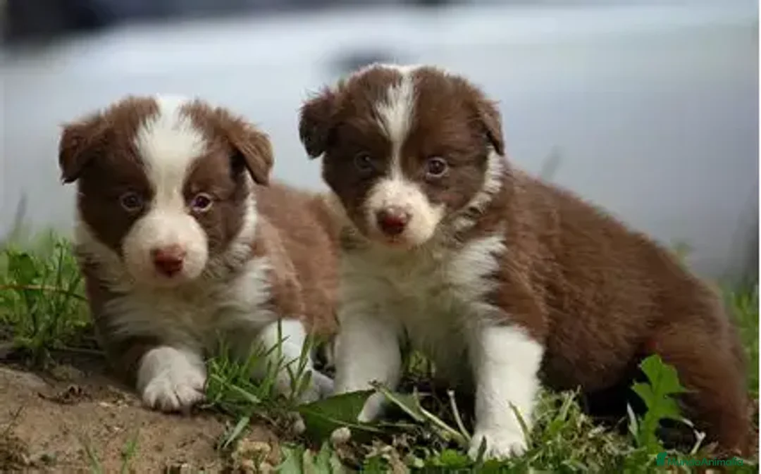 Border Collie perros en venta: BORDER COLLIE , MERLE Y BICOLOR.  - Anuncio 1