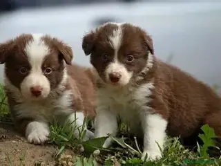 Border Collie perros BORDER COLLIE , MERLE Y BICOLOR. - Anuncio 4