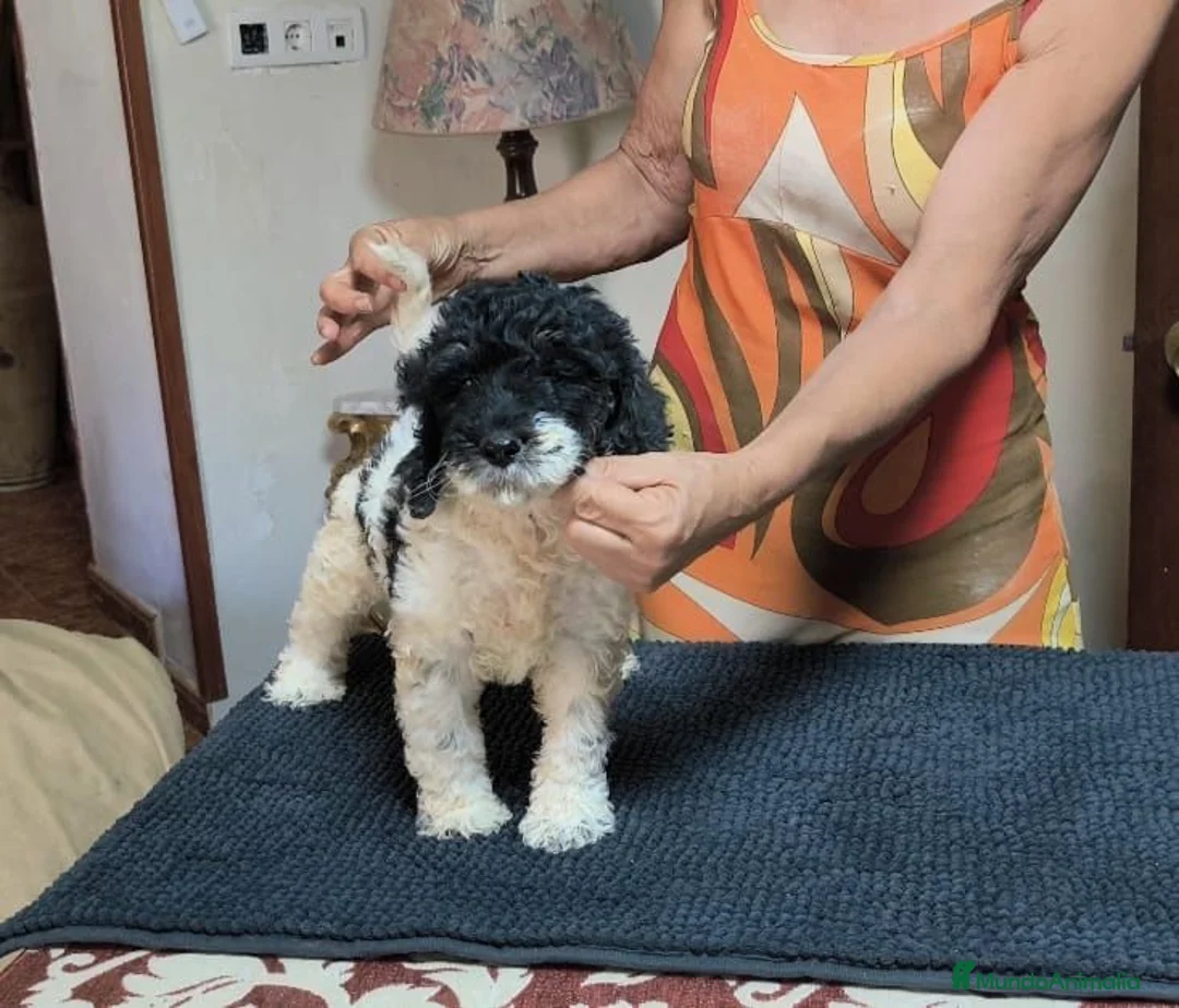 Caniche Gigante perros en venta: Caniche gigante  - Anuncio 2