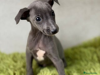 Pequeño Lebrel Italiano perros PEQUEÑO LEBREL ITALIANO (PICCOLO) - Anuncio 2