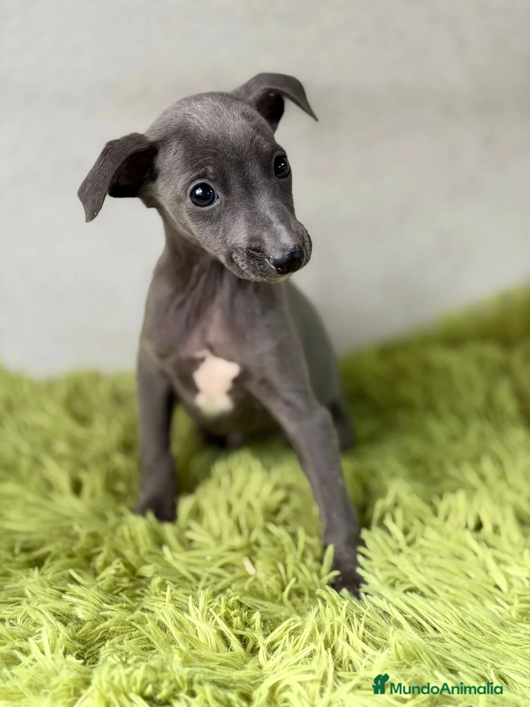 Pequeño Lebrel Italiano perros en venta: PEQUEÑO LEBREL ITALIANO (PICCOLO) - Anuncio 1