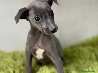 Pequeño Lebrel Italiano perros PEQUEÑO LEBREL ITALIANO (PICCOLO) - Anuncio 4