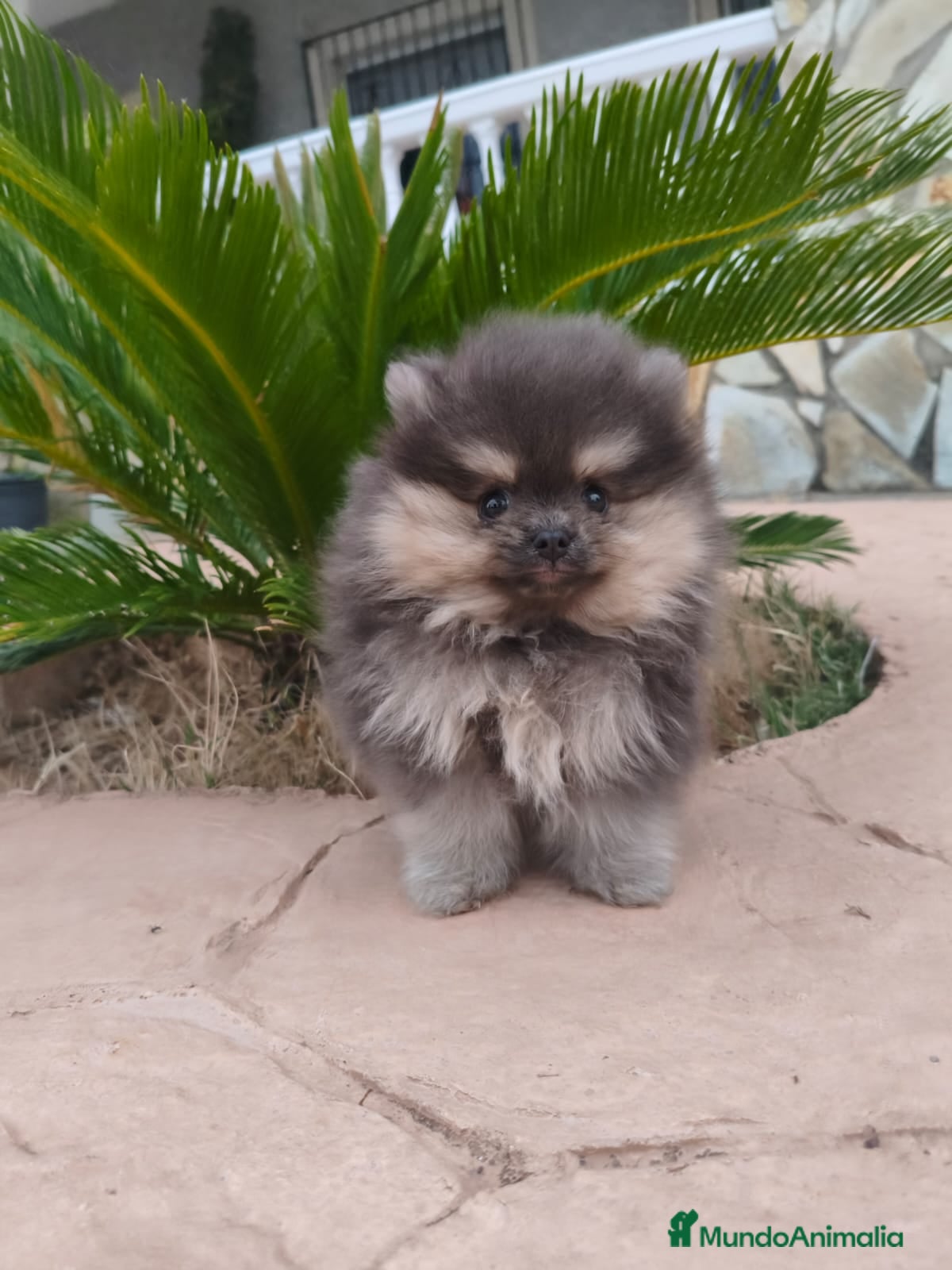 Pomerania perros pomerania blue - Anuncio 2