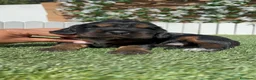 Cocker Spaniel Inglés perros en venta: COCKER SPANIEL INGLES - Anuncio 4