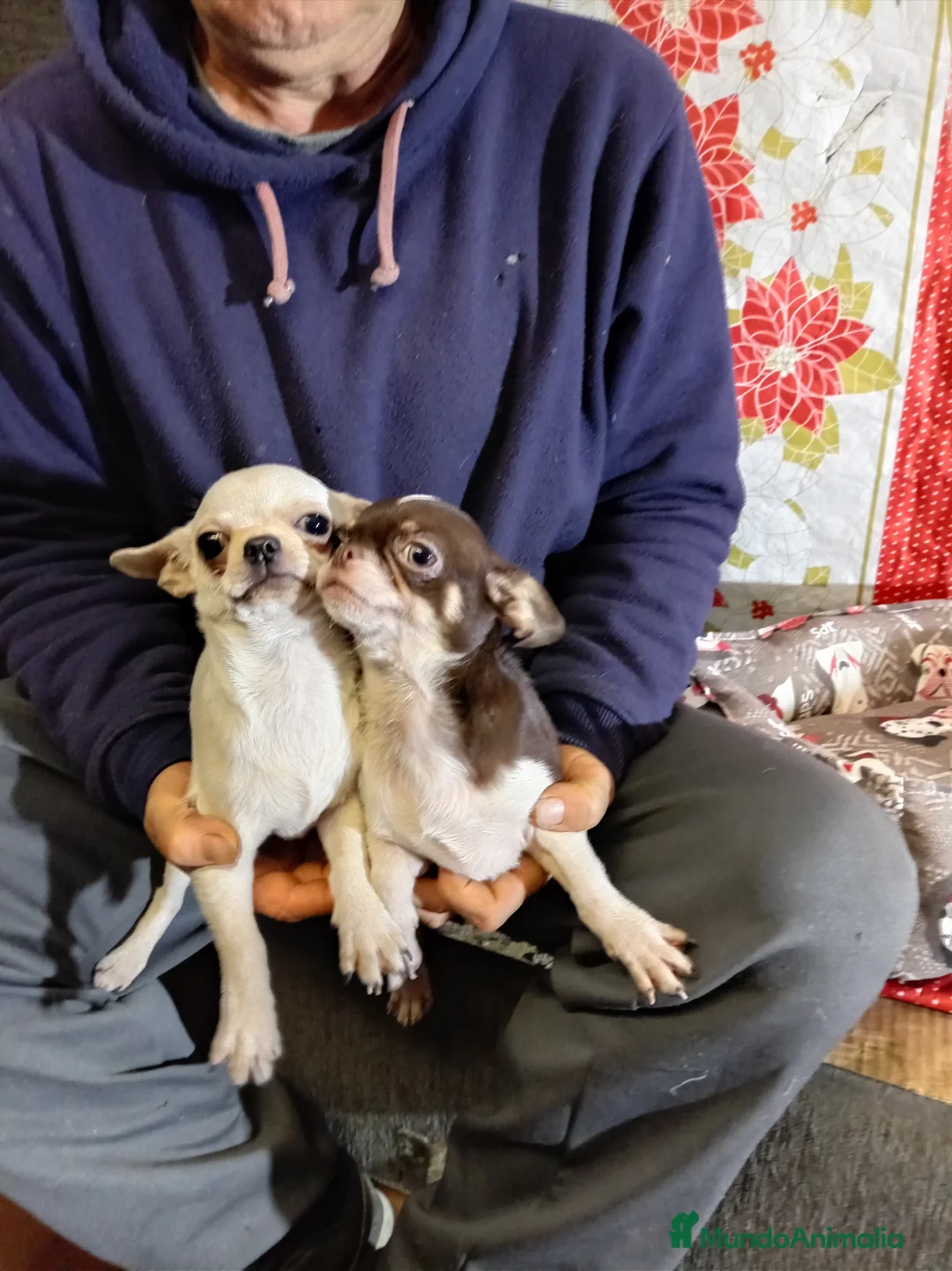 Chihuahua perros en venta: Chihuahuas toy - Anuncio 4