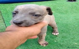 Whippet perros en venta: Whippet blue, isabela verdino - Imagen 29
