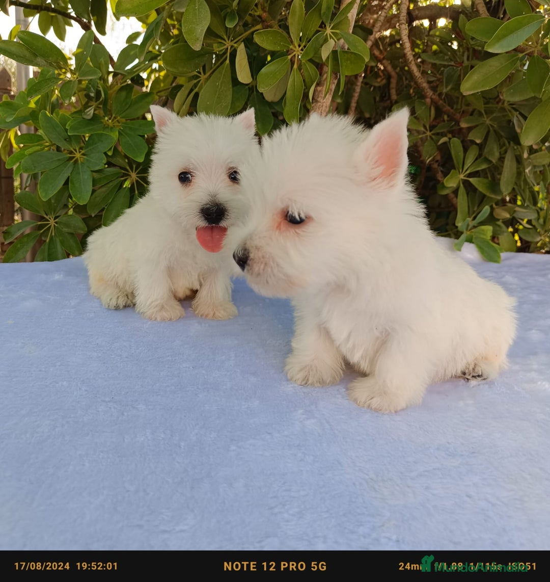 West Highland White Terrier perros en venta: Westy  - Imagen 4