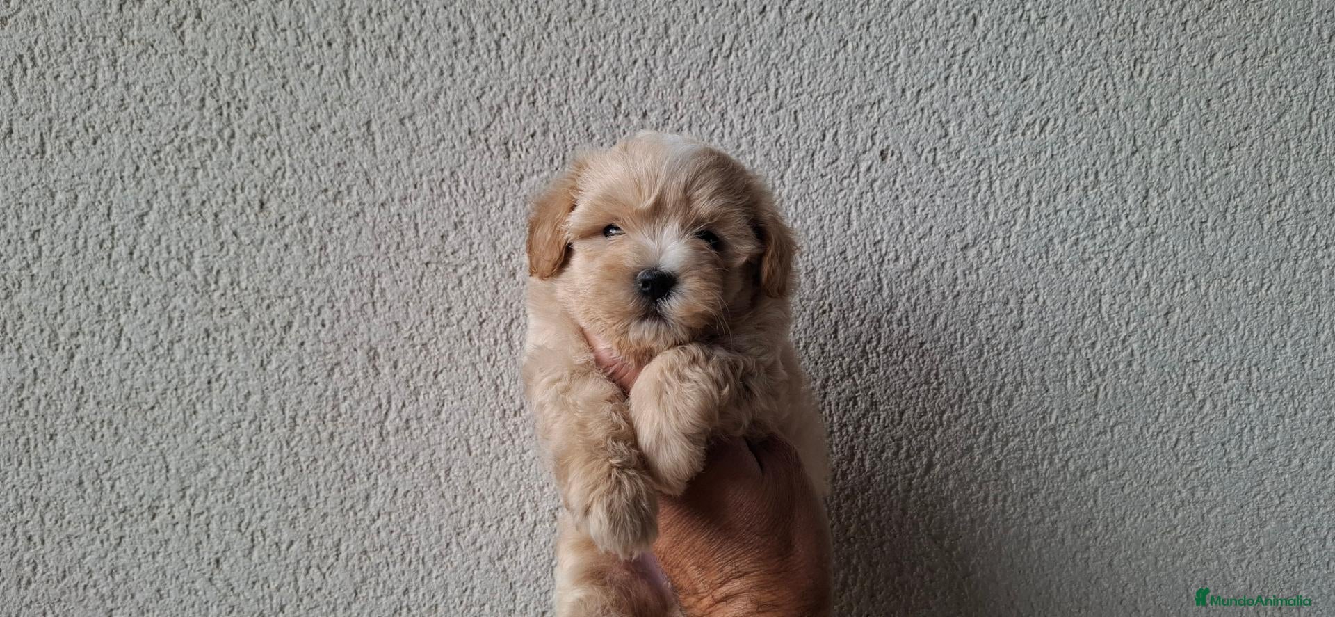 Maltipoo perros Cachorrito de Maltipoo  - Anuncio 3