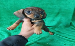 Teckel Miniatura perros en venta: Teckel Miniatura  - Imagen 1