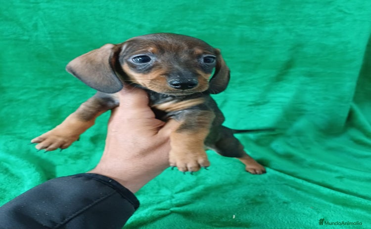 Teckel Miniatura perros - Anuncio 7