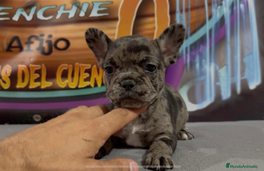 Bulldog Francés perros en venta: Cachorros de Bulldog Frances. - Imagen 5