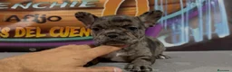 Bulldog Francés perros en venta: Cachorros de Bulldog Frances. - Anuncio 5
