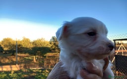 Perro Crestado Chino perros en venta: Crestado Chino con pelo Blanco Macho - Anuncio 2