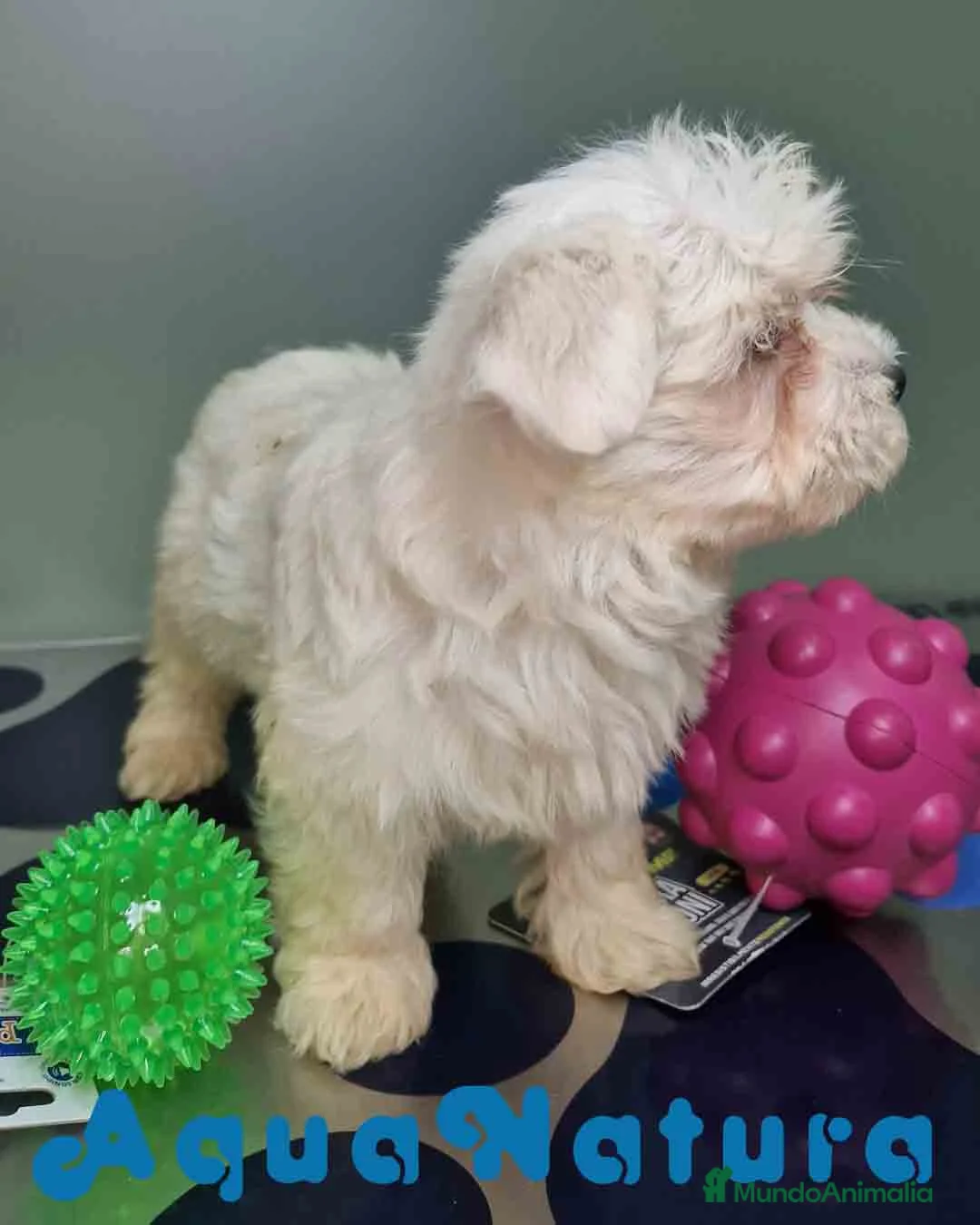 Bichón Maltés perros en venta: Bichon Maltes Hembra 2 AQUANATURA - Anuncio 9