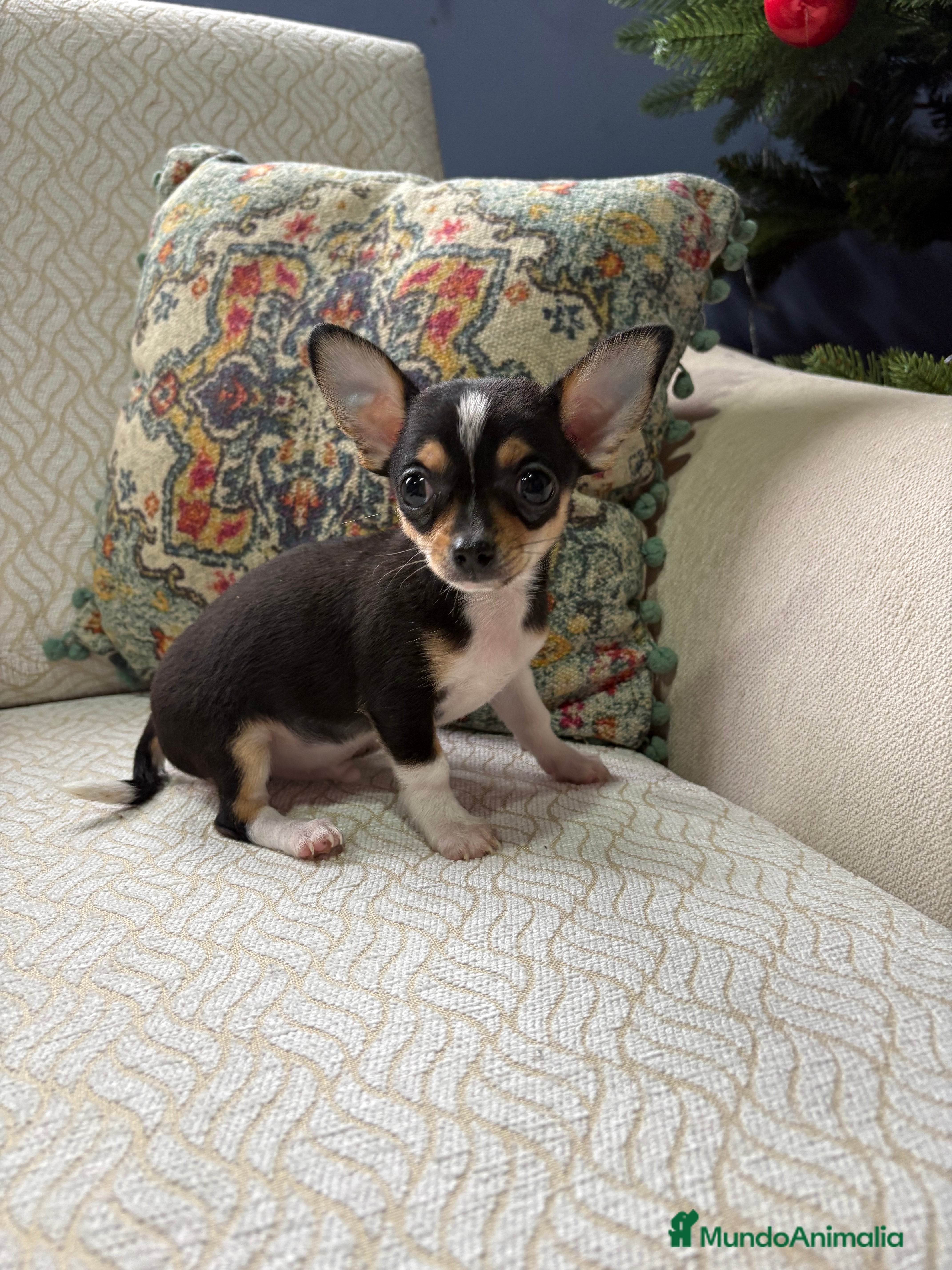 Chihuahua perros Chihuahua toy tricolor  - Anuncio 34