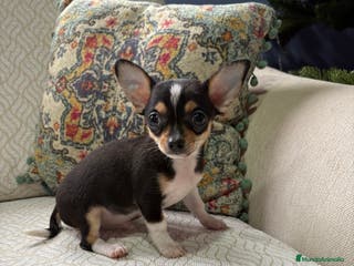 Chihuahua perros Chihuahua toy tricolor - Anuncio 26