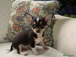 Chihuahua perros Chihuahua toy tricolor - Anuncio 22