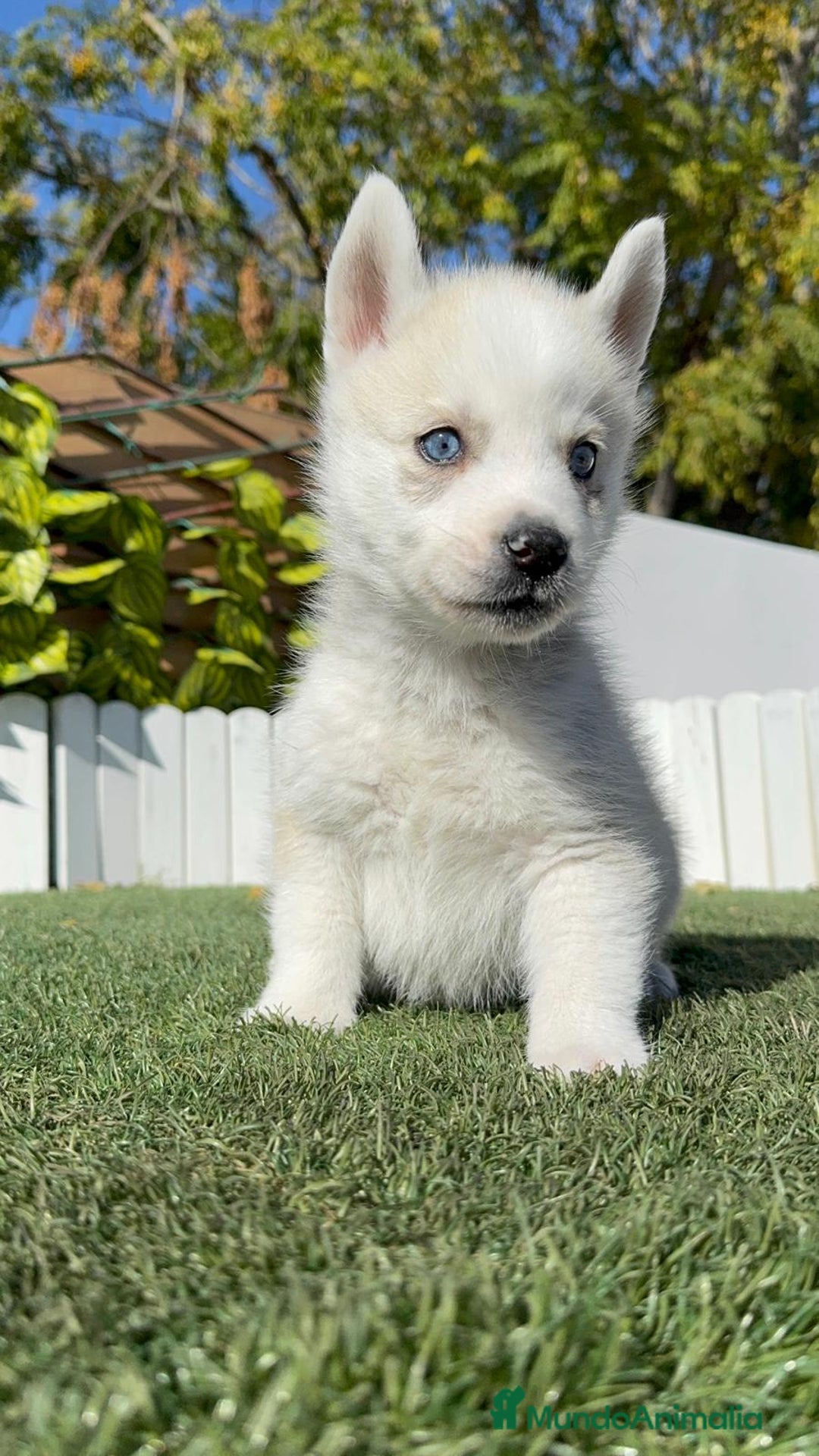 Husky Siberiano perros en venta: HUSKY  - Anuncio 7