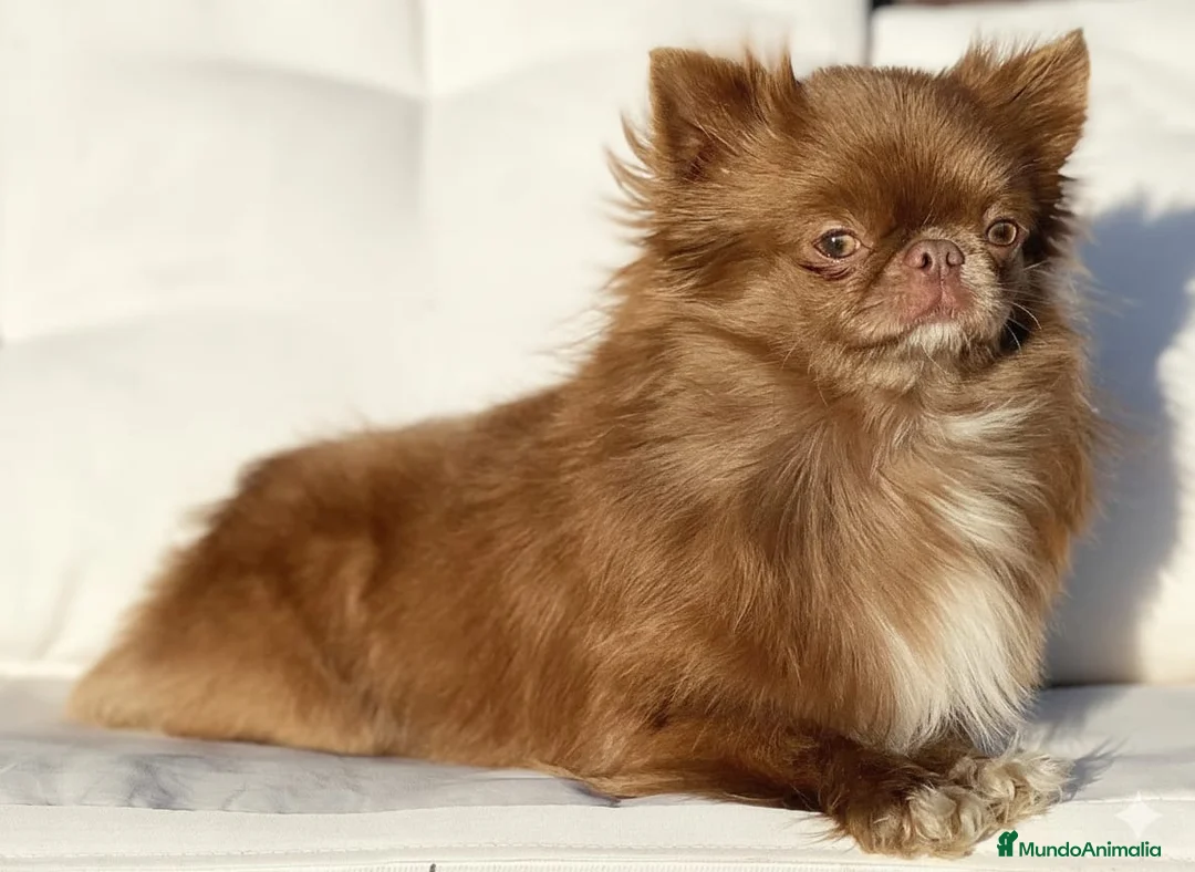 Chihuahua perros en venta: EXCLUSIVAS CHIHUAHUAS CHOCOLATES DE PELO LARGo - Anuncio 6