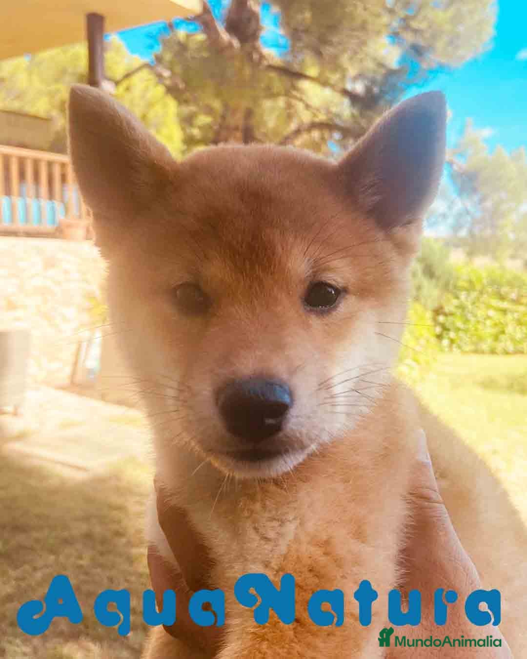 Shiba Inu perros  Shiba Inu Hembra de Mel y SIlvio 6248 -AQUANATURA en Barcelona - Anuncio 32