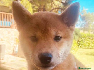 Shiba Inu perros en Barcelona - Anuncio 11