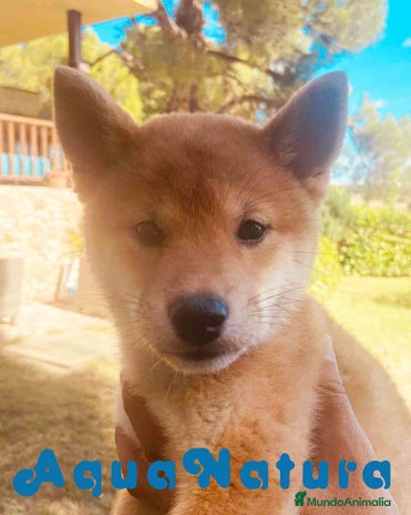 Shiba Inu perros en Barcelona - Anuncio 12