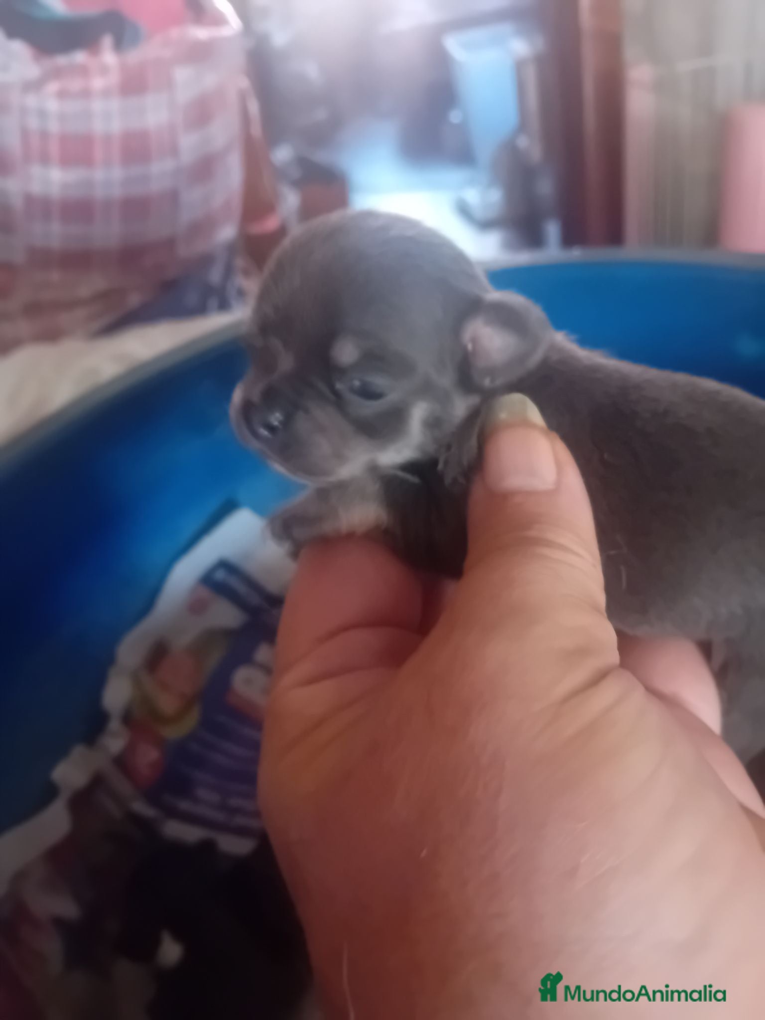 Chihuahua perros ‼️‼️PRECIOSA CAMADA DE CHIHUAHUAS TAMAÑO MINI - Anuncio 1