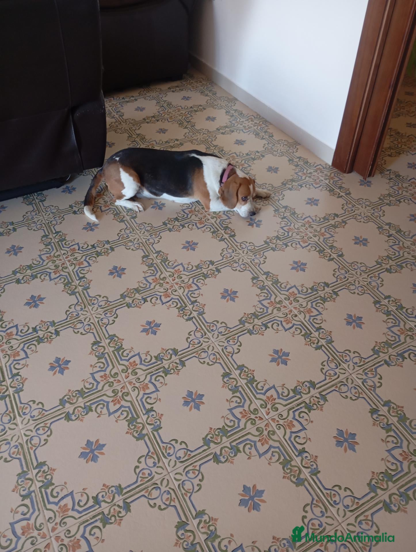 Beagle perros Beagle tricolor - Anuncio 1