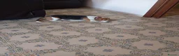 Beagle perros en venta: Beagle tricolor - Anuncio 1