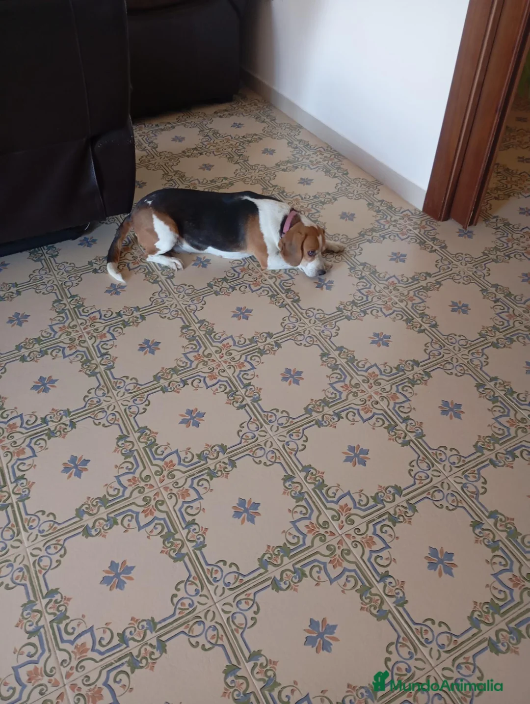 Beagle perros en venta: Beagle tricolor - Anuncio 1