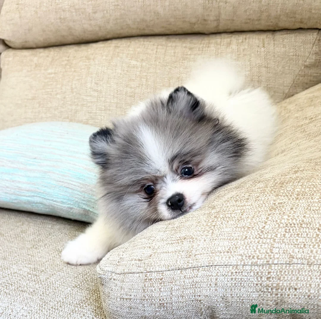 Pomerania perros en venta: Pomerania - Anuncio 3
