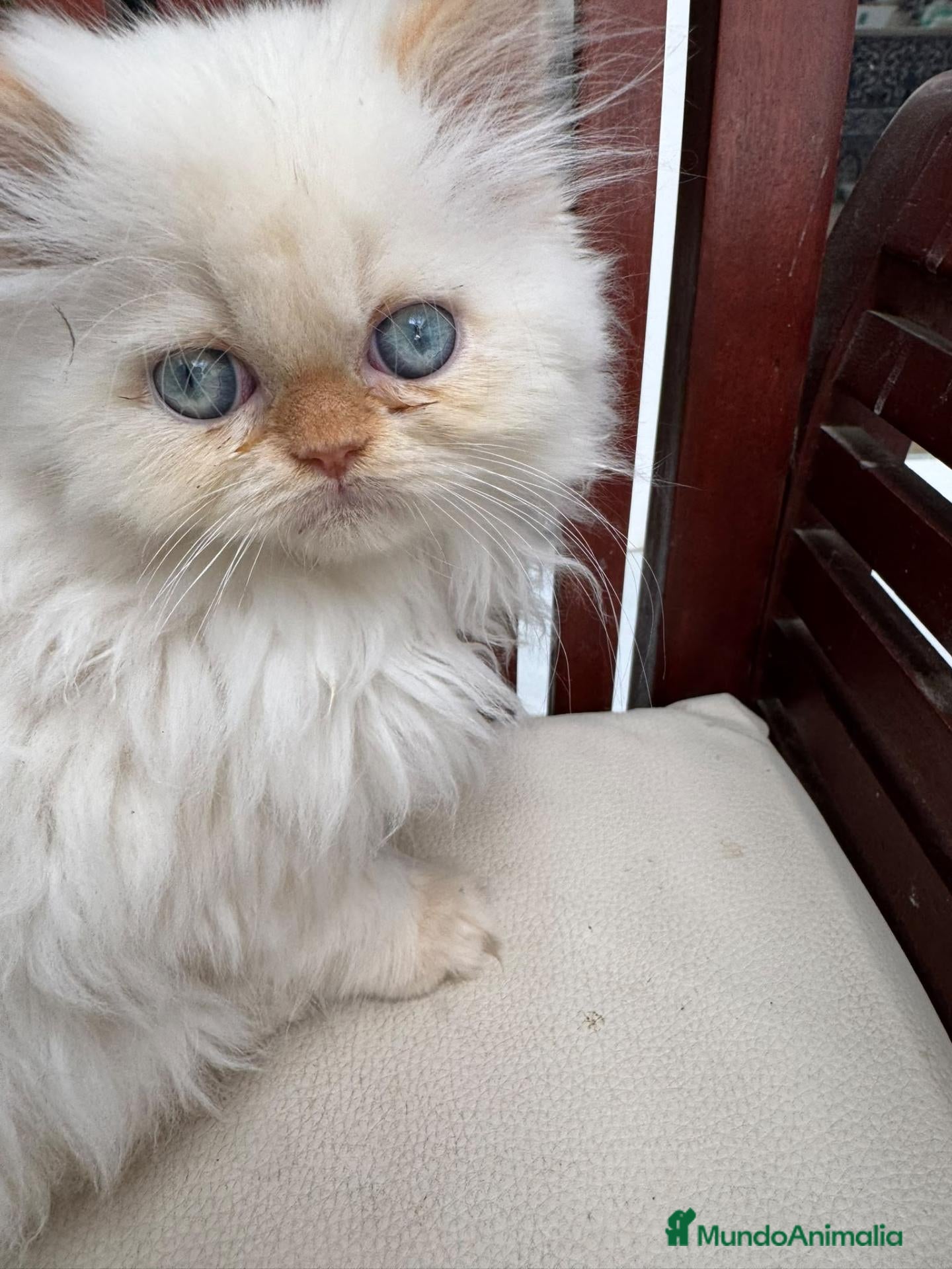 Persa gatos en venta: Persa  - Anuncio 2