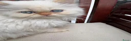 Persa gatos en venta: Persa  - Anuncio 1