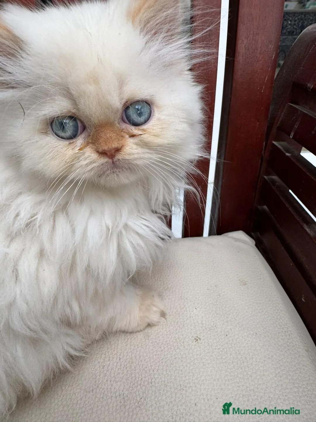 Persa gatos en venta: Persa  - Anuncio 1