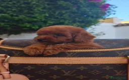 Caniche Toy perros en venta: Caniche toy linea asiatica - Imagen 3